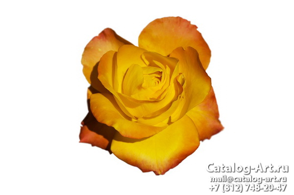 Yellow roses 7